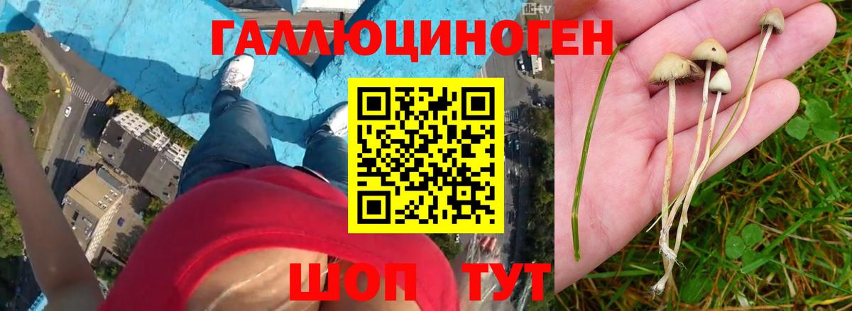 Псилоцибиновые грибы GOLDEN TEACHER Чехов